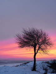 Alone tree in winter coast field in sunset pink, purple sky with rocks and snow