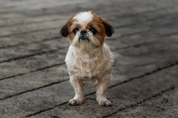 Lovely Female Shih Tzu dog.