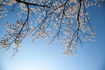 Cherry Blossom… like a snow