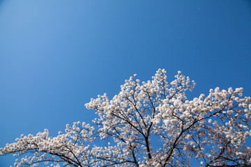 Cherry Blossom… like a snow