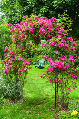 A John Cabot rose climbing an arbor in a back yard garden.