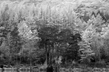 Beautiful black and white Autumn Fall landscape image of Blea Tarn with golden colors reflected in lake