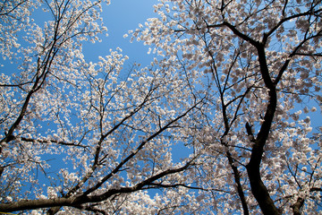 Cherry Blossom… like a snow