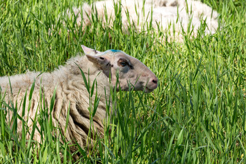Schafe auf grüner Wiese
