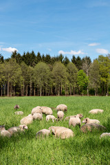 Schafe auf grüner Wiese