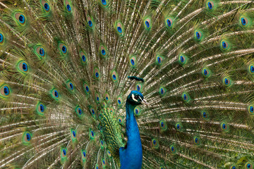 Blaue Pfau (Pavo cristatus)Pfau, Hahn, Rad,