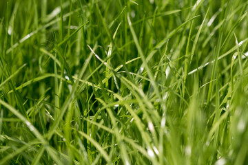 Grünes Gras,  Nahaufnahme