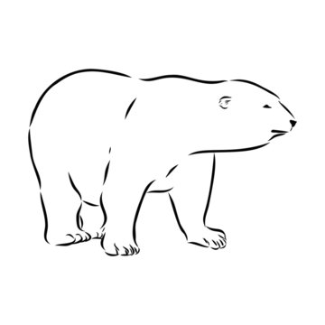 illustration of polar bear