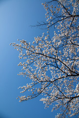 Cherry Blossom… like a snow