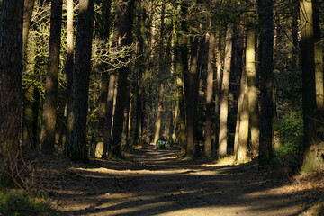 Wald, Wanderweg, Pfad