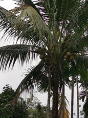 Fototapeta premium palm trees on a background of blue sky
