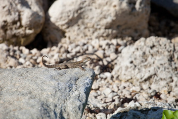 Northern curly-tailed lizard ( Leiocephaalus carinatus in latin) sitting on the rock on a sunny day