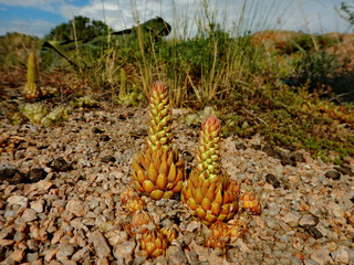 Kazakhstan. Stone rose (Molodilo) has the reputation of being very hardy and unpretentious plants....