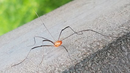 mosquito sucking blood extreme close up