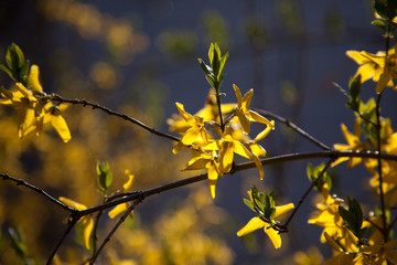 sprout of flower on the outdoor