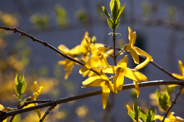 sprout of flower on the outdoor