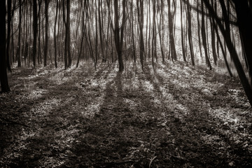 Lots of young trees casting shadows, trees with motion blur filters, green forest, motion blur effect, black and white photo