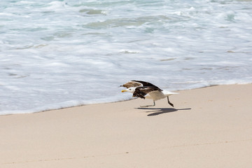 Kelp Gull (Larus dominicanus) just before taking off from the beach, funny wing shape, South Africa