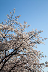 Cherry Blossom… like a snow