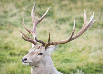 Bukhara deer, Highland Wildlife Park, Scotland