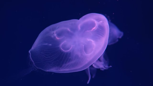 Transparent jellyfish swimming underwater in Aquarium. Marine life background.