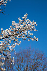 Cherry Blossom… like a snow