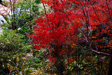 紅葉