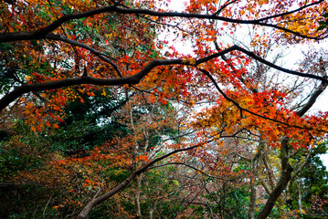 紅葉