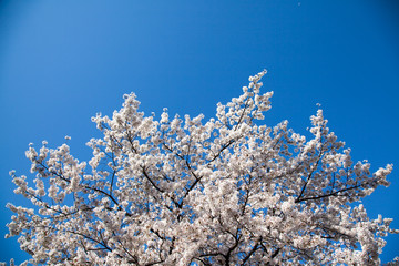 Cherry Blossom… like a snow