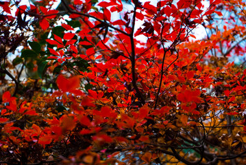 紅葉