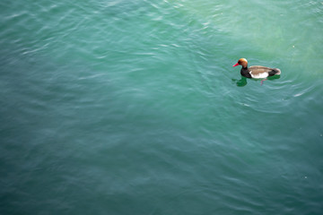 Small cute young duck floating in green river for background, copy space