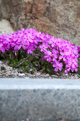 sprout of flower on the outdoor