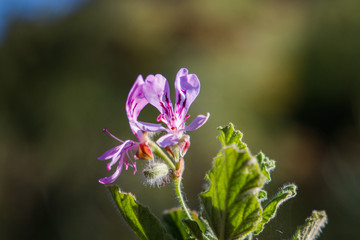 Pelargonium botulinum flower or kanferblaar plant close up of the purple flowers in the morning sunlight.