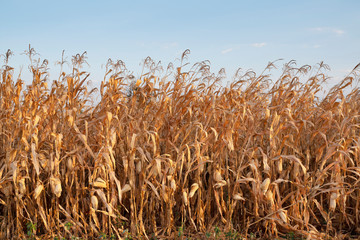 dry corn in corn fiele after havest