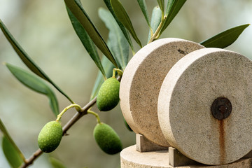 Old millstones for the olive oil - Green olives on the background
