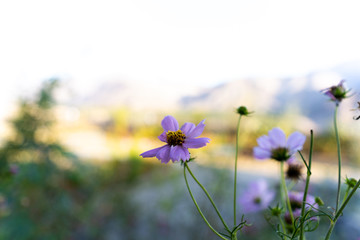 Single purple flower with out of focus background