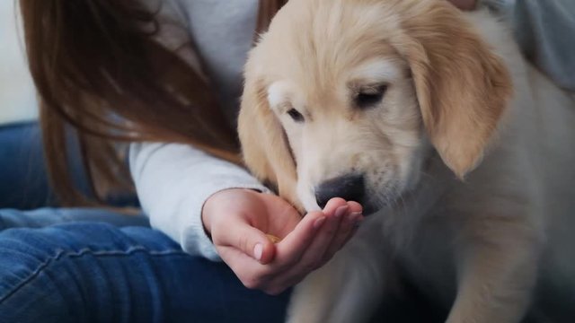 Sweet puppy eating from female hands