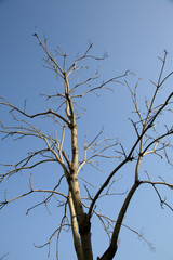 sprout of flower on the outdoor