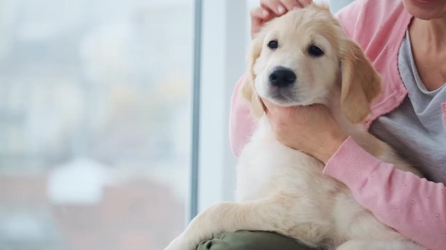 Female hands palming lovely puppy