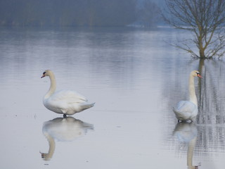 inondation la rivière Saône en crue