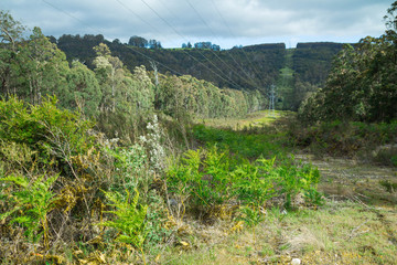 View on a mountain road in Tasmania.