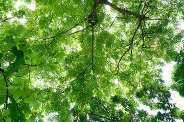 Green tree leaf sky background taken from the low point of view and looking upwards toward the top
