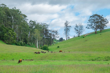 Fototapeta na wymiar Cows by the side of the road, in Tasmania.