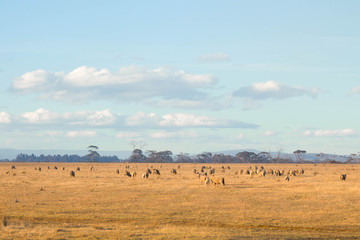 Fototapeta na wymiar Sheep by the side of the road, in Tasmania.