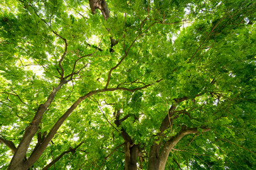 Fototapeta na wymiar Green tree leaf sky backgrounds taken from below