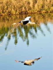 A peaceful walk into our local nature preserve