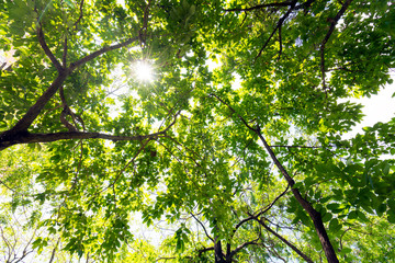 Green tree leaf sky backgrounds taken from below