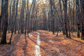 Obraz premium empty path through the forest