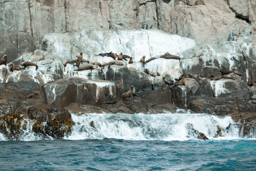 Seals by a cliff face, in Tasmania.
