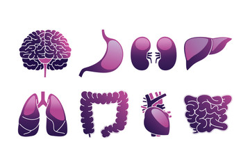 Human internal organs icon illustration